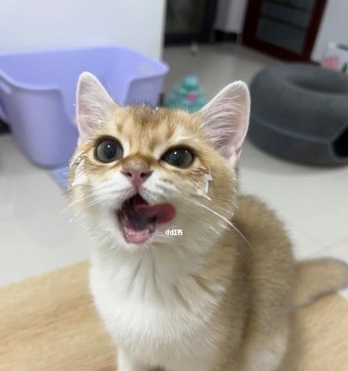 猫咪喝酸奶真的好吗（探讨酸奶对猫咪的影响）