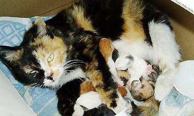 猫咪怀孕2周吐，该如何应对（宠物饲主必读）