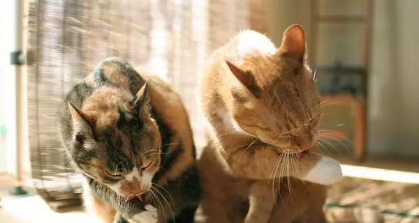 猫咪怀孕怕热，如何给它们创造舒适的生育环境？