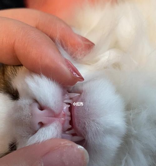宠物猫咪换牙出现流血怎么办（宠物猫咪换牙需要注意什么）