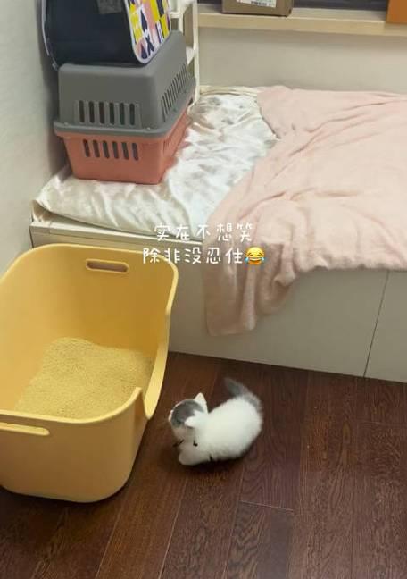 猫咪如何正确使用猫砂（掌握这些技巧）