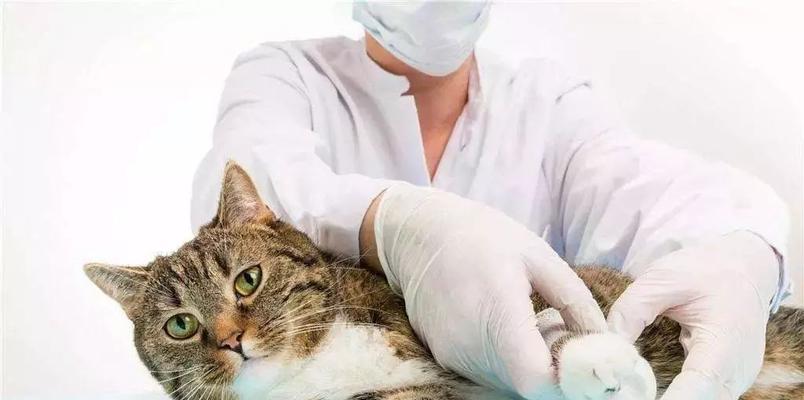 宠物猫咪可能会有死胎的原因与预防方法（关注宠物猫咪的生育健康）