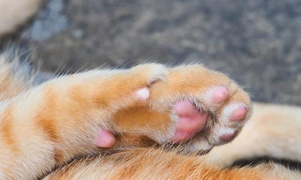 猫咪的奇妙之脚（探索猫咪为什么有不同数量的脚趾头）