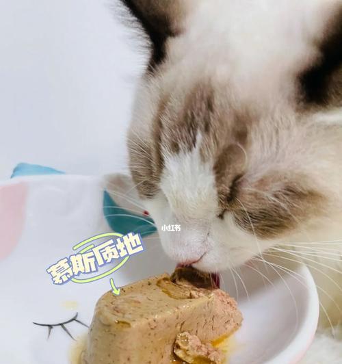猫咪加餐吃什么（宠物健康饮食从此不用愁）