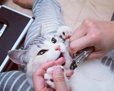 猫咪如何正确剪指甲（图文详解）