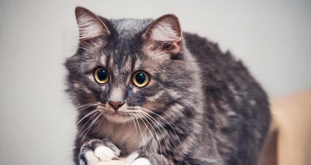 揭秘猫咪焦虑的真正原因（从宠物主人的角度分析常见猫咪焦虑症状及对策）