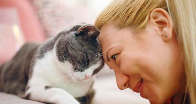 猫咪接纳新生儿的心理机制（如何让宠物猫咪适应新生儿的到来）