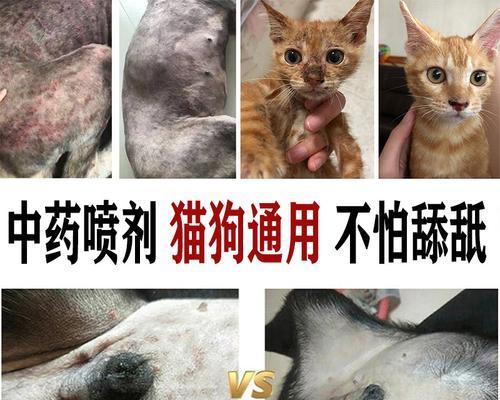 猫咪疥螨感染人，如何防范（以宠物为主的传染病预防和治疗）