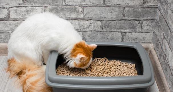 如何解读猫咪经常蹲猫砂的行为（探究猫咪在使用猫砂时的行为特征及可能存在的问题）