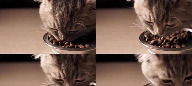 猫咪能否吃瓜子（探究瓜子对猫咪的影响及宠物饮食健康问题）