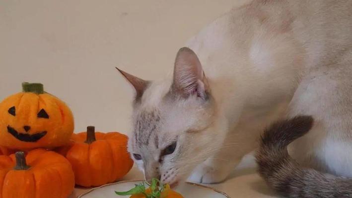猫咪能否吃瓜子（探究瓜子对猫咪的影响及宠物饮食健康问题）