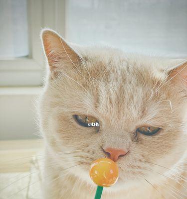 猫咪可以吃提子吗（探讨猫咪食用提子的安全性与适量原则）