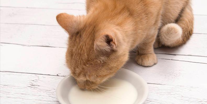 猫咪可以喝牛奶吗（揭开猫咪喝牛奶的真相）