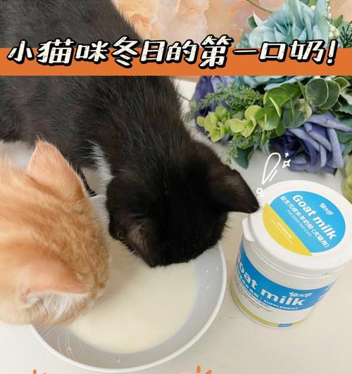 猫咪可以喝牛奶吗（揭开猫咪喝牛奶的真相）