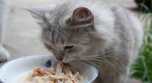 猫咪只吃鱼（探究猫咪食物偏好和饮食需求）