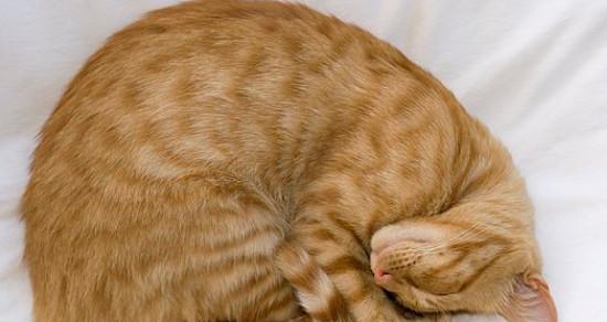 如何护理拉肚子发烧的宠物猫咪（有效对症治疗）