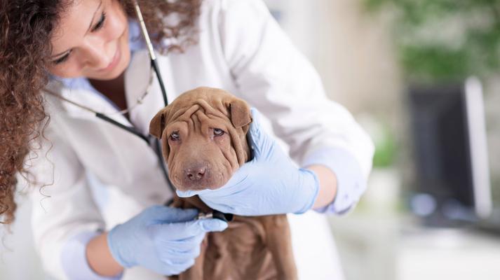 幼犬血常规检查费用及注意事项（宠物养护必备）