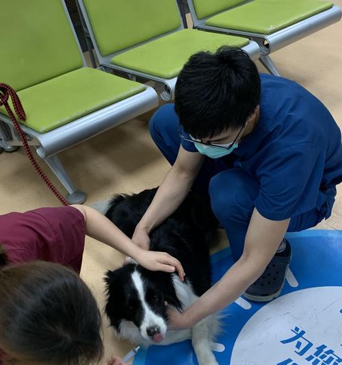 幼犬血常规检查费用及注意事项（宠物养护必备）