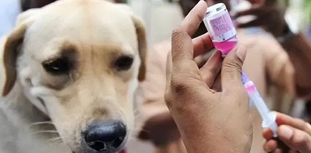 幼犬免疫接种指南（宠物保健知识）