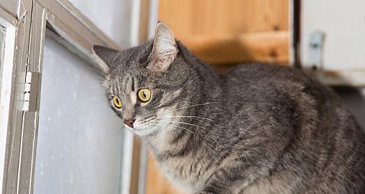 如何防止宠物猫从窗户逃跑（宠物主人必读）