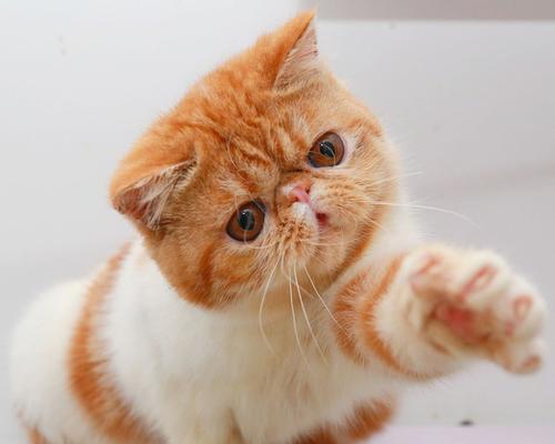 如何准确辨别猫的品种（宠物爱好者必看）
