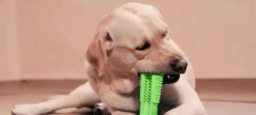 如何清理狗的口腔（以宠物为主）