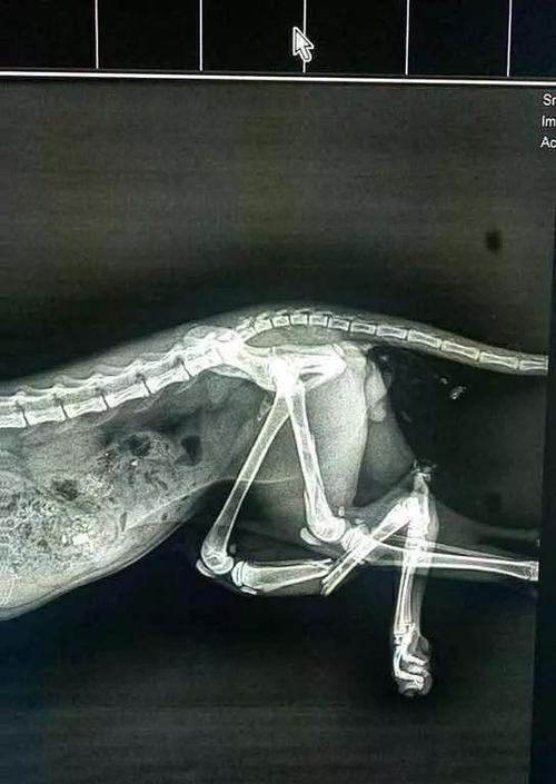 如何给宠物猫拍X光片（掌握技巧）