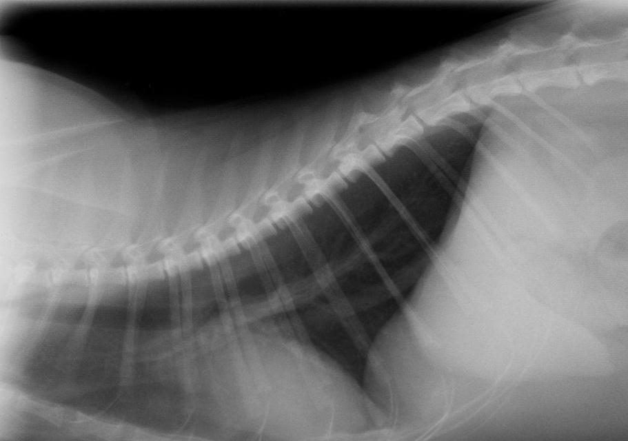 如何给宠物猫拍X光片（掌握技巧）
