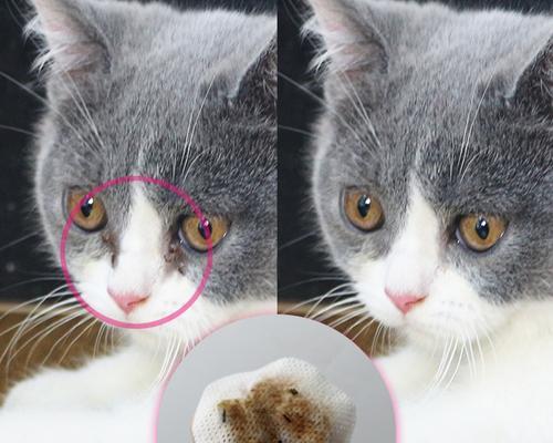 如何给宠物猫上眼药水（掌握正确的方法和技巧）
