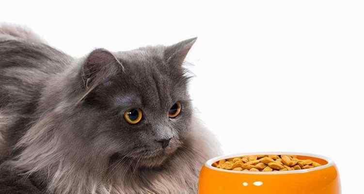 如何正确给小猫泡猫粮（宠物养护的必要技巧——猫咪饮食健康保障）
