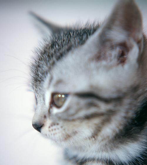 如何判断猫咪是否怀孕（从观察行为到检查乳头）