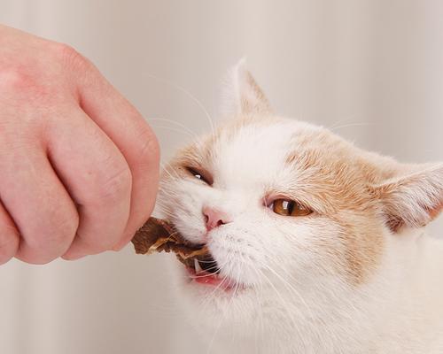 如何合理喂养猫咪（以宠物为主）