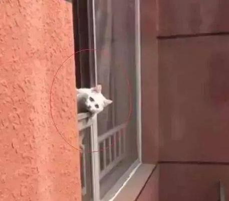 如何让宠物猫安全舒适地待在家中（阳台护栏让猫咪不再跑丢）