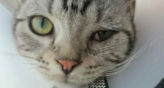 如何让你的宠物猫眼睛发亮（照顾你的宠物）