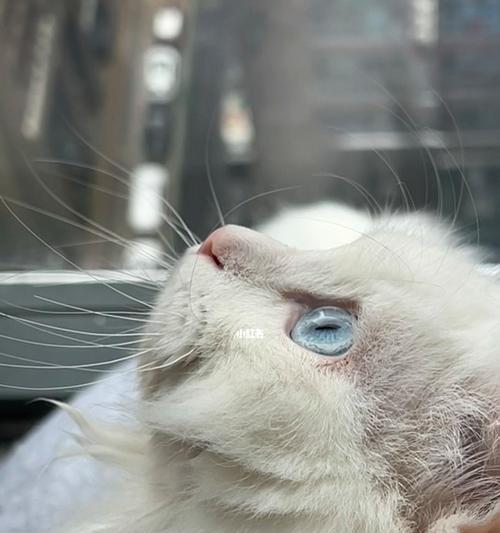 如何让你的宠物猫眼睛发亮（照顾你的宠物）