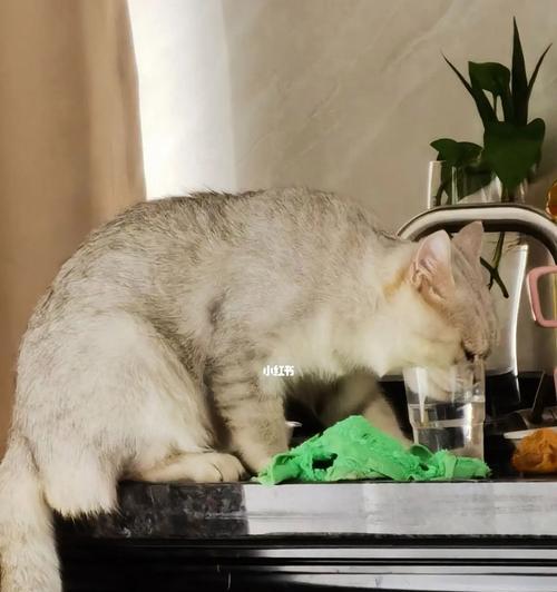 让宠物猫爱喝水的技巧（增加猫咪喝水的兴趣）