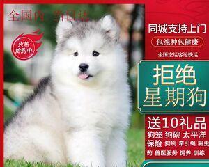如何选购健康可爱的阿拉斯加幼犬（宠物犬的选购指南）