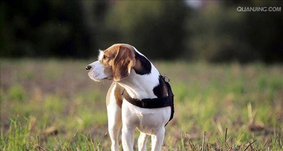 如何训练你的狗狗成为优秀的猎犬（掌握训练技巧）