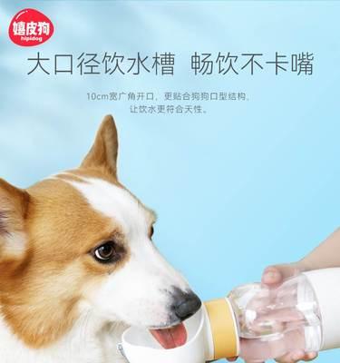 狗狗喝水训练全攻略（培养宠物健康饮水习惯）