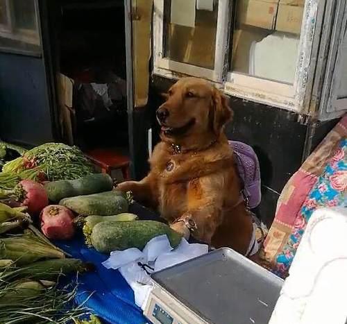 如何训练宠物狗狗买菜（以正面的方式培养狗狗的买菜技能）