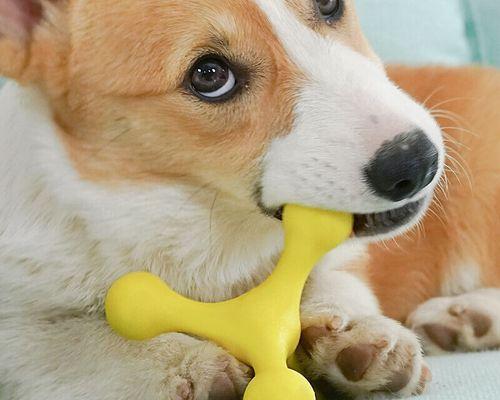 如何训练你的狗狗玩具（提高狗狗的智力和活力）