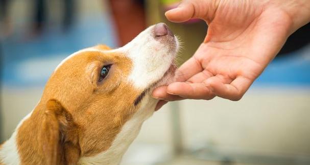 从控制咬口到根习的实用方法，让你的狗狗成为温顺可爱的好宠物
