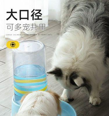 如何训练你的小狗喝水（宠物饮水健康必备）