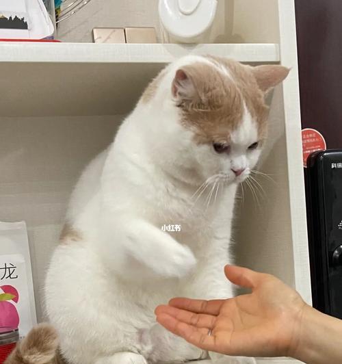 如何训练小猫握手（让宠物更聪明的秘密）