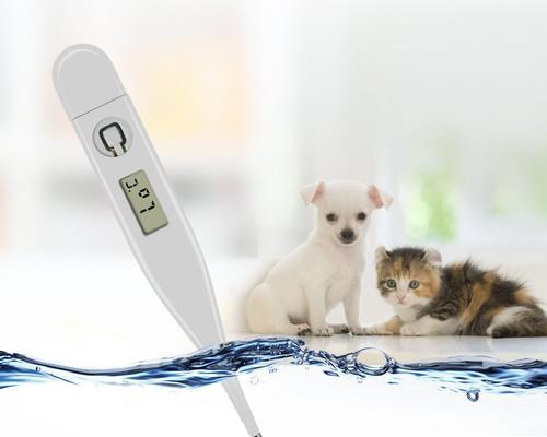 如何测量宠物狗的体温（掌握方法）