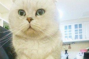 两只折耳猫可以繁殖吗（探讨折耳猫的繁殖能力及注意事项）