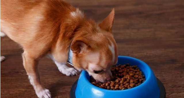 宠物狗喜欢吃狗粮的原因（揭秘暹罗猫狗的饮食偏好）