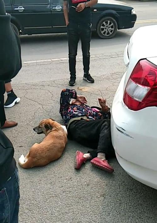 狗狗被车撞伤肚子，怎么办（宠物出行安全必备）