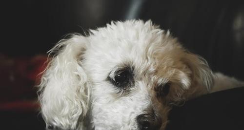 狗狗眼睛塌陷失明，如何预防和治疗（宠物犬眼睛疾病常识及预防）