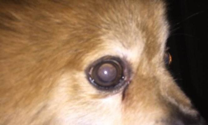 狗狗眼睛塌陷失明，如何预防和治疗（宠物犬眼睛疾病常识及预防）